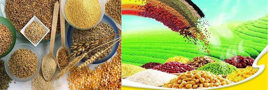 現(xiàn)代糧食產業(yè)體系2025年將基本建成