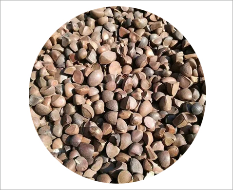 茶籽制油預處理加工