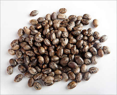 蓖麻籽制油預處理加工