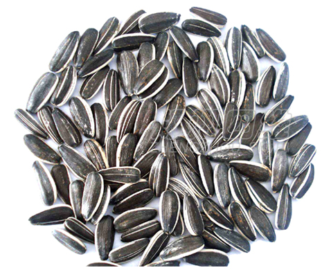 葵花籽制油預處理加工